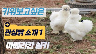 키워보고싶은 관상닭 추천 1) 원산지:미국 ☆아메리칸실키☆#silkie#chicken