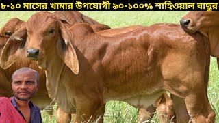 খামার উপযোগী ৭-১৪ মাসের শাহিওয়াল ষাঁড় গরুর দাম।।১২/১১/২০২২।। pabna aronkhola hat update।। 12/11/2022