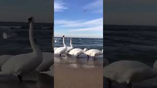 Анапа#beach #birds #swans #cute#море #черноеморе #лебеди#чайки#топ #top#music #музыка#море#top #