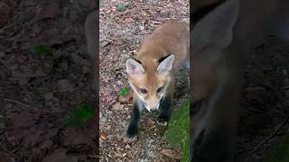 Wildes Fuchsbaby kommt direkt zu mir! Wild baby fox coming right to me! #cute #baby #animals #nature