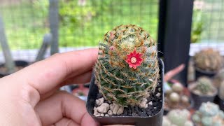 ความลับของแมมขนนกเหลืองดอกสีแดง | mammillaria schiedeana | 5 ธันวาคม 2562