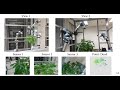 A Multi-Robot System for High-Throughput Plant Phenotyping