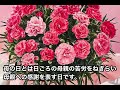 【母の日】色別カーネーションの花言葉