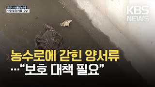 산란철 양서류 폐사 반복…“보호 대책 필요” / KBS 2021.03.20.