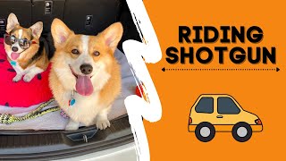 Corgi gets UPSET she can’t ride SHOTGUN! #shorts #corgi #dogs