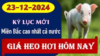 Giá heo hơi hôm nay 23/12/2024 – Xuất hiện kỷ lục mới tại miền Bắc