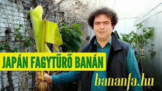 Miért szeretjük a Musa basjoo-t, a japán fagytűrő banánt?