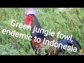 green jungle fowl activities in the wild