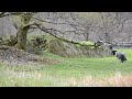 herdwick lambs