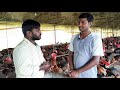 desi pure poultry farming in telugu country chicken farming in telugu