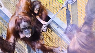 Baby Orangutan Myrtle Wants Her Big Brother!