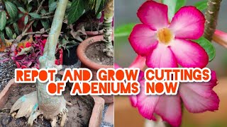 Adenium or Desert roses grow cuttings ,repot and prune now#Adeniums #Desertroses #pruning