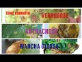 controle de fungos e bactérias, antracnose, mancha oleosa e verrugose, pra roça velha e roça nova 💪