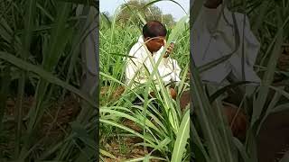 लक्ष एकरी 100 टन ऊस उत्पादनाचे कृषी मार्गदर्शन क्रॉप डॉ पि एम यादव पाटील