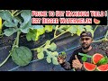 Pruning Watermelon Plants For Faster & Bigger PRODUCTION #watermelon #greentgarden