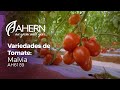 Tomate Roma - Malvia - Ahern Seeds