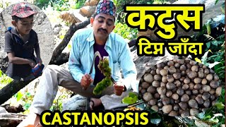 CASTANOPSIS कटुस खान जंगल जाँदा searching katus in Forest Nepal #vlogs LAB TV Nepal by Binod Dhakal