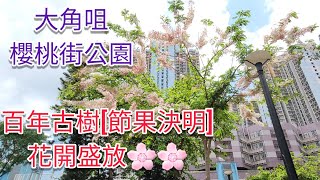 百年古樹[節果決明]花開盛放🌸🌸~2022/04/26櫻桃街公園Cherry Street Park HK