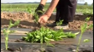 Rasadjivanje paprike na otvoreno polje