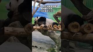 圓仔：明天我跟你們一樣都放颱風假喔 改天再來看我吧 #panda #yuanzai #貓熊 #可愛い