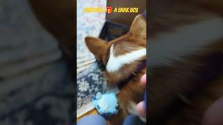 Unboxing a BarkBox with a Corgi #shorts #corgi #review #unboxing #barkbox #corgi #dog #pet