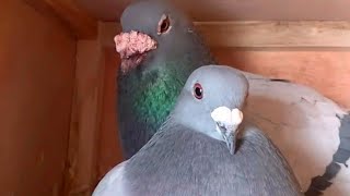 Best Racing Homer Pigeon Breeding Loft! 🏆