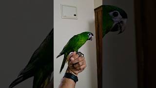 Hanhs macaw available for sale in Bangalore #birdsforsale #bangalorepetmarket #parrot #lovebirds