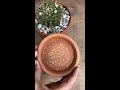 how to harvest cactus seeds