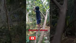 ഇന്ന് ഞമ്മക്ക് മരം കേറാൻ പഠിച്ചാലോ😁😁funny video ❤️❤️❤️