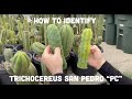 How to Identify Trichocereus San Pedro “PC” l Mallacht’s Plants