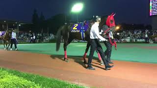 2016.6.29 大井🐎11R  第39回 帝王賞（Jpn I）パドック