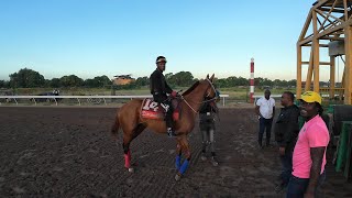 TRAINER S.CHUNG WATCH HIS YOUNG HORSE SHOOL AT THE GATE AND MUCH MORE JAN 23 2025  AT CAYMANAS TRACK