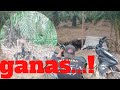 GANAS...! INI KAN YANG PETANI INGINKAN BERBURU HAMA MONYET DGN NAGARUNTING