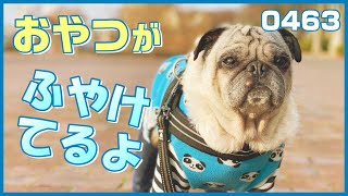 【パグ散歩】おやつがふやけてちょっと残念な小虎 The snack was soggy Pug[パグログ-0463]