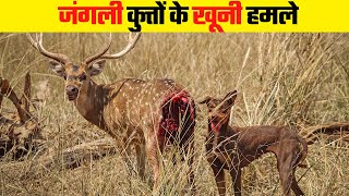 जंगली कुत्तों के दिल दहलाने वाले हमले । Most Dangerous Wild Dog Attack