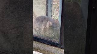 雨の中、隅っこで寝てたユキちゃん❤️(wombat Yuki/Satsukiyama Zoo)