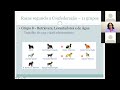 melhoramento genético de cães