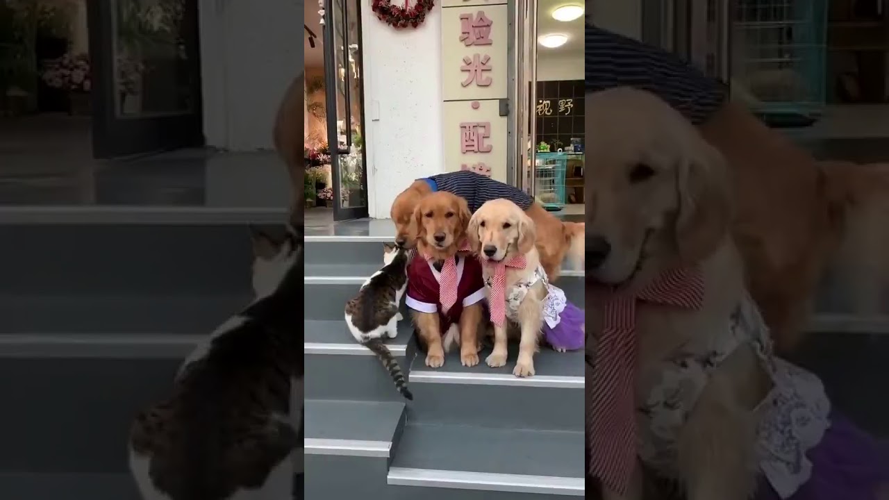Caring Dogs Housepetscare