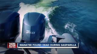 Manatee found dead during Gasparilla