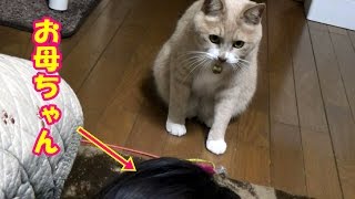 お母ちゃんの仕事納め！正月休み突入😸【猫日記こむぎ＆だいず】2016.12.28