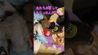 欲しいおもちゃを手に入れたママ犬の末路　#shorts