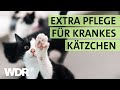 Katzenbaby ausgekühlt und fast verhungert gefunden | S01/E04| Hallo Tierheim | WDR