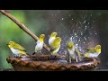 From Dust to Splash: The Bird Bath Transformation - bird feather care - bird adaptations