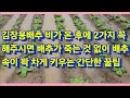 김장용배추 비가 온 후에 2가지 꼭 해주시면 배추가 죽는 것 없이 배추 속이 꽉 차게 잘 키우는 방법(농사의신)