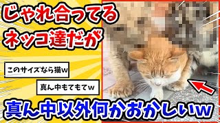 【2ch動物スレ】ヌコ達3匹がじゃれ合っているが→左右の子が何かおかしいｗ