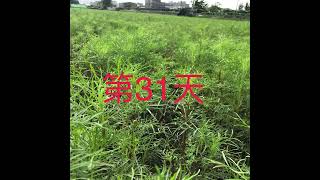 50天＿波斯菊成長紀錄  波斯菊 休耕轉作