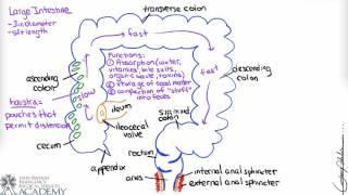 Large Intestine \u0026 Defecation