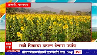 Palghar Sunflower Farming Special Report : भातपट्ट्यात केली सुर्यफुलाची लागवड, शेतकऱ्याची कमाल