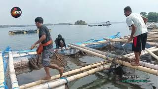 panen Lobster jumbo di tengah terik nya matahari@Lombok_Girang_Official