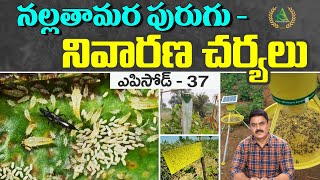 Episode 37_ How to prevent black thrips in chilli crop | Annapurna agri space | Prathibha biotech